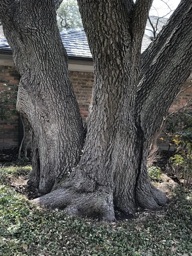 Mature heritage tree close to a Amesbury property cared for by certified arborists