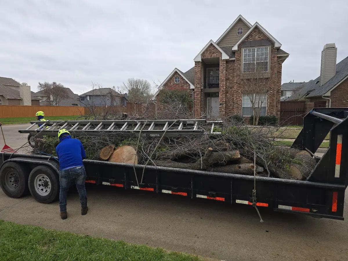 Expert Tree Pest Control with proper safety equipment in Amesbury